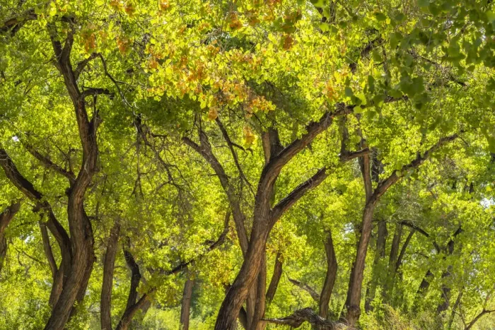 Framed Print : USA, New Mexico, Rio Rancho Bosque. Cottonwood trees backlit in spring