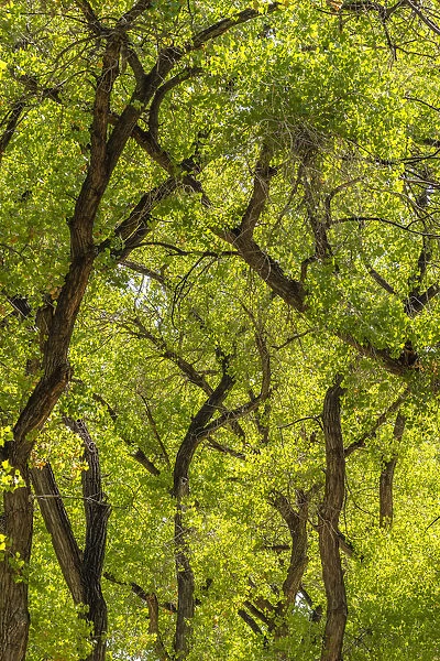USA, New Mexico, Rio Rancho Bosque. Cottonwood trees backlit in spring