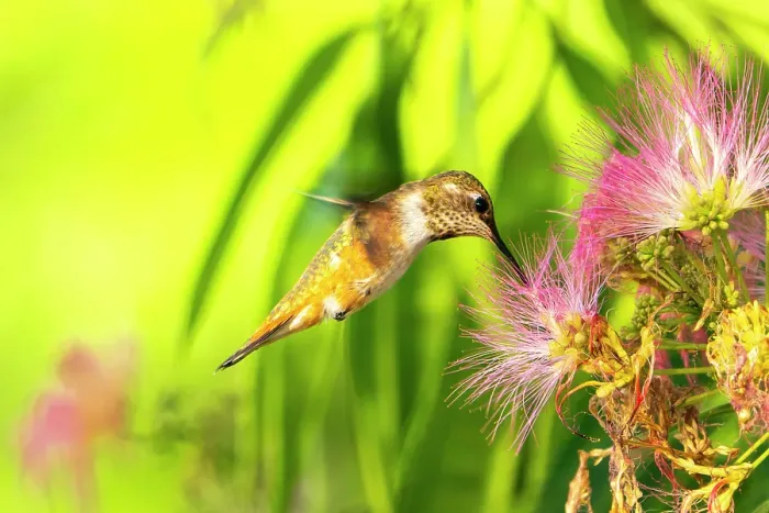 Framed Print : USA, New Mexico. Rufous hummingbird feeding on flower. ©Cathy & Gordon Illg  /  Jaynes Gallery  /  DanitaDelimont.com