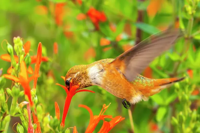 Framed Print : USA, New Mexico. Rufous hummingbird feeding on flower. ©Cathy & Gordon Illg / Jaynes Gallery / DanitaDelimont.com Framed Print : USA, New Mexico. Rufous hummingbird feeding on flower. ©Cathy & Gordon Illg / Jaynes Gallery / DanitaDelimont.com
