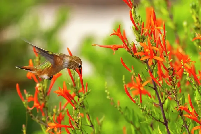 Framed Print : USA, New Mexico. Rufous hummingbird feeding on flower. ©Cathy & Gordon Illg / Jaynes Gallery / DanitaDelimont.com Framed Print : USA, New Mexico. Rufous hummingbird feeding on flower. ©Cathy & Gordon Illg / Jaynes Gallery / DanitaDelimont.com