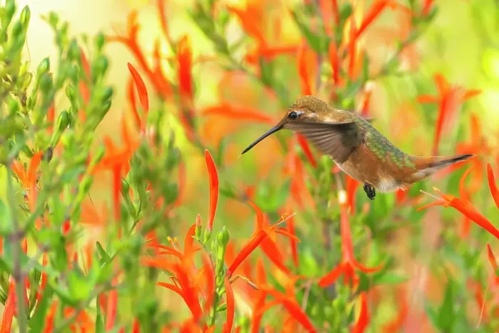Framed Print : USA, New Mexico. Rufous hummingbird feeding on flower. ©Cathy & Gordon Illg / Jaynes Gallery / DanitaDelimont.com Framed Print : USA, New Mexico. Rufous hummingbird feeding on flower. ©Cathy & Gordon Illg / Jaynes Gallery / DanitaDelimont.com