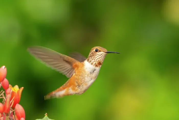 Framed Print : USA, New Mexico. Rufous hummingbird flying. ©Cathy & Gordon Illg / Jaynes Gallery / DanitaDelimont.com Framed Print : USA, New Mexico. Rufous hummingbird flying. ©Cathy & Gordon Illg / Jaynes Gallery / DanitaDelimont.com