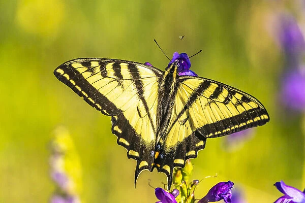 USA, New Mexico, Sandia Mountains. Western tiger swallowtail butterfly on penstemon