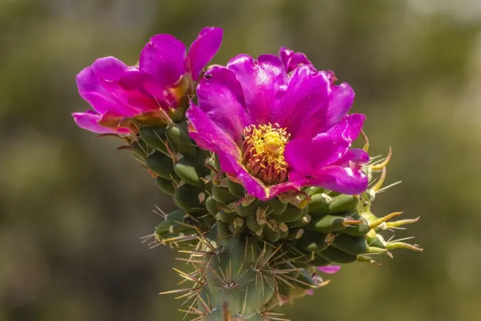 Framed Print : USA, New Mexico, Sandia Mountains. Cholla cactus blossoms close-up Framed Print : USA, New Mexico, Sandia Mountains. Cholla cactus blossoms close-up