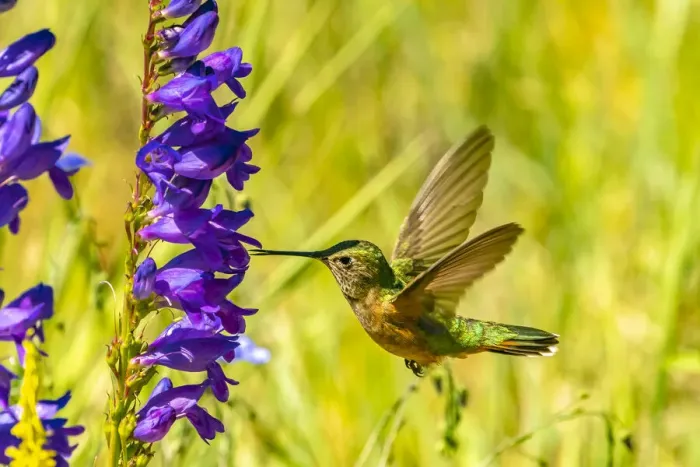 Framed Print : USA, New Mexico, Sandia Mountains. Female broad-tailed hummingbird feeding on penstemon