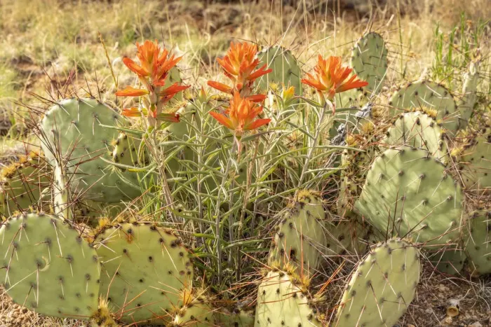Framed Print : USA, New Mexico, Sandia Mountains. Indian paintbrush and prickly pear cactus Framed Print : USA, New Mexico, Sandia Mountains. Indian paintbrush and prickly pear cactus