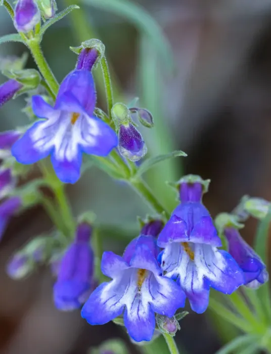 Framed Print : USA, New Mexico, Sandia Mountains. Penstemon blossoms Framed Print : USA, New Mexico, Sandia Mountains. Penstemon blossoms