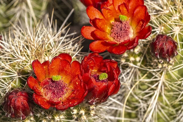 USA, New Mexico, Sandia Mountains. Claret-cup cactus blossoms