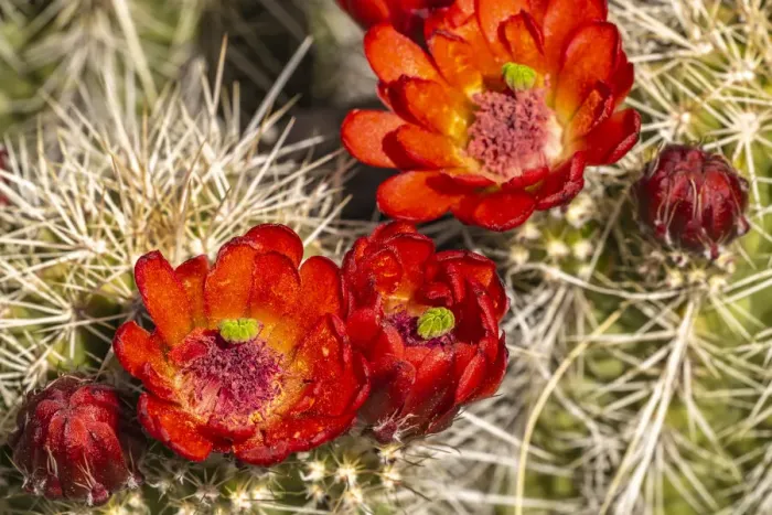 Framed Print : USA, New Mexico, Sandia Mountains. Claret-cup cactus blossoms Framed Print : USA, New Mexico, Sandia Mountains. Claret-cup cactus blossoms