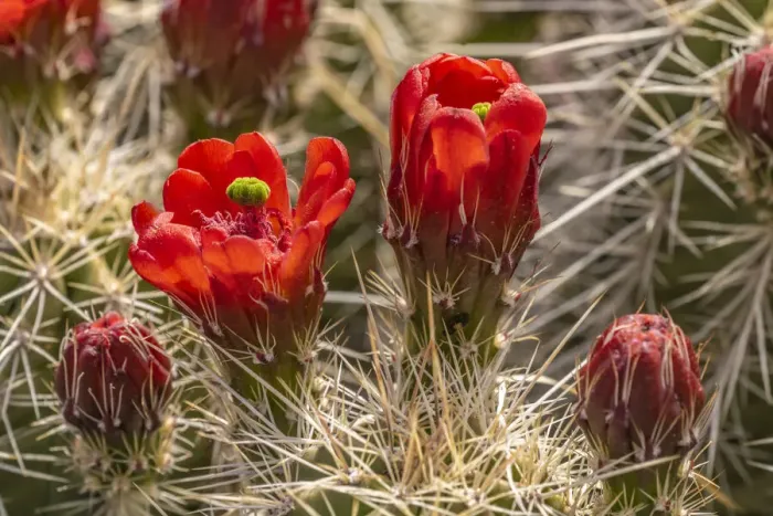 Framed Print : USA, New Mexico, Sandia Mountains. Claret-cup cactus blossoms Framed Print : USA, New Mexico, Sandia Mountains. Claret-cup cactus blossoms
