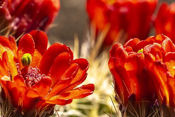 USA, New Mexico, Sandia Mountains. Claret-cup cactus blossoms