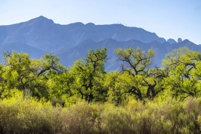 Framed Print : USA, New Mexico. Sandia Mountains and cottonwood trees in early spring Framed Print : USA, New Mexico. Sandia Mountains and cottonwood trees in early spring
