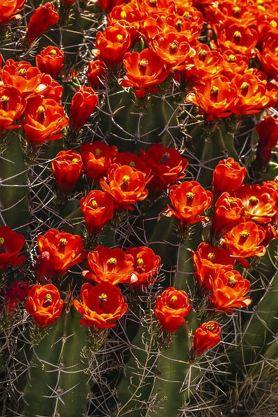 USA, New Mexico, Sandoval County. Claret cup cactus flowers blooming