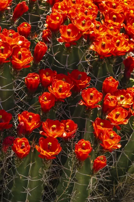 Framed Print : USA, New Mexico, Sandoval County. Claret cup cactus flowers blooming