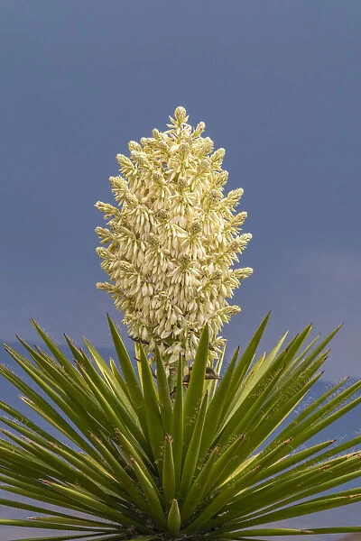 USA, New Mexico, Sandoval County. Yucca plant in bloom