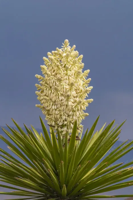 Framed Print : USA, New Mexico, Sandoval County. Yucca plant in bloom Framed Print : USA, New Mexico, Sandoval County. Yucca plant in bloom
