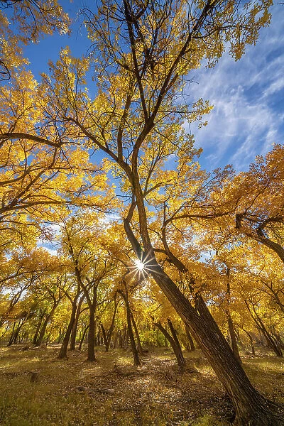 USA, New Mexico, Sandoval County. Sunburst on cottonwood trees