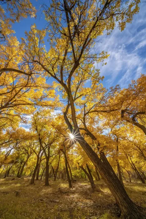 Framed Print : USA, New Mexico, Sandoval County. Sunburst on cottonwood trees Framed Print : USA, New Mexico, Sandoval County. Sunburst on cottonwood trees