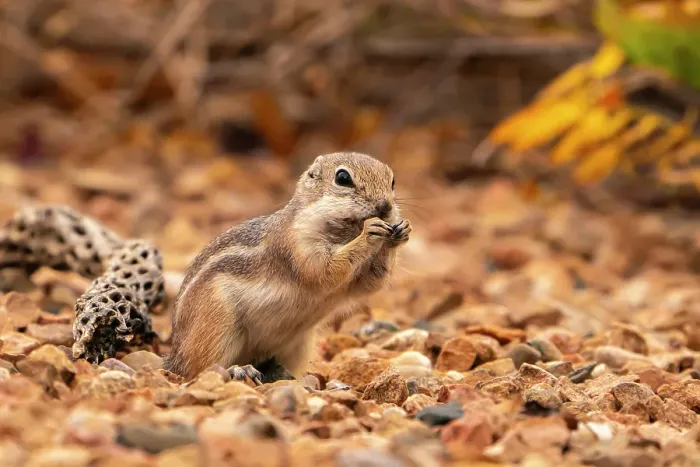 Framed Print : USA, New Mexico, Sandoval County. Texas antelope ground squirrel eating. ©Cathy & Gordon Illg / Jaynes Gallery / DanitaDelimont.com Framed Print : USA, New Mexico, Sandoval County. Texas antelope ground squirrel eating. ©Cathy & Gordon Illg / Jaynes Gallery / DanitaDelimont.com