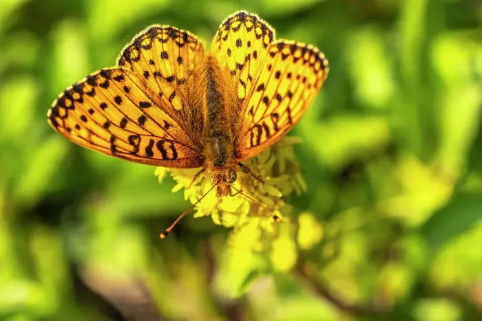Framed Print : USA, New Mexico, Sangre de Christo Mountains. Silver-bordered fritillary butterfly Framed Print : USA, New Mexico, Sangre de Christo Mountains. Silver-bordered fritillary butterfly