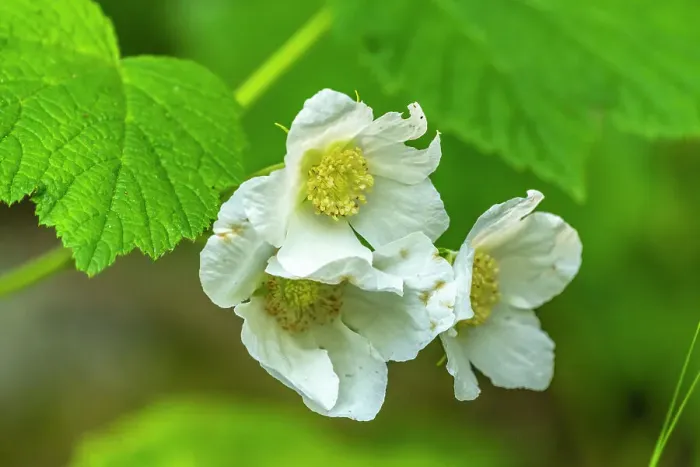 Framed Print : USA, New Mexico, Sangre de Christo Mountains. Close-up of thimbleberry blossoms Framed Print : USA, New Mexico, Sangre de Christo Mountains. Close-up of thimbleberry blossoms
