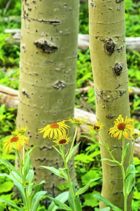 Framed Print : USA, New Mexico, Sangre de Christo Mountains. Close-up of aspen tree and wildflowers Framed Print : USA, New Mexico, Sangre de Christo Mountains. Close-up of aspen tree and wildflowers