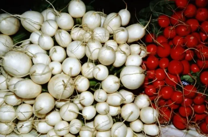 Framed Print : USA, New Mexico, Santa Fe. Santa Fe Framers Market, white & red radishes Framed Print : USA, New Mexico, Santa Fe. Santa Fe Framers Market, white & red radishes