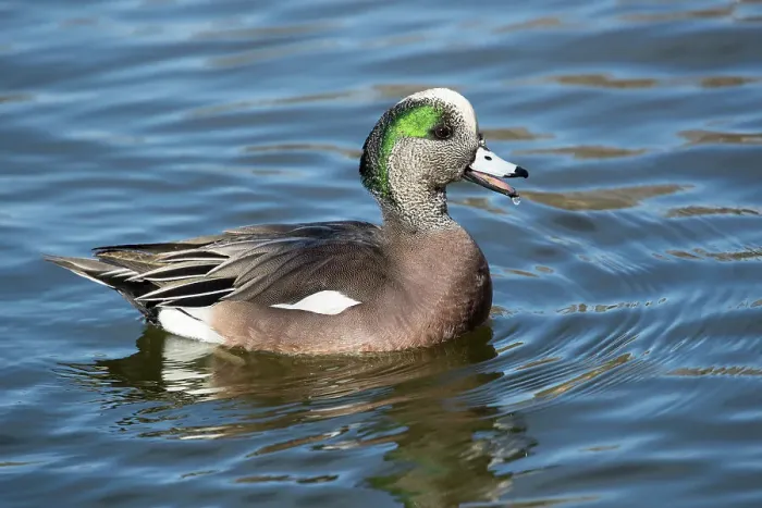 Framed Print : USA, New Mexico, Socorro. American wigeon in small pond Framed Print : USA, New Mexico, Socorro. American wigeon in small pond