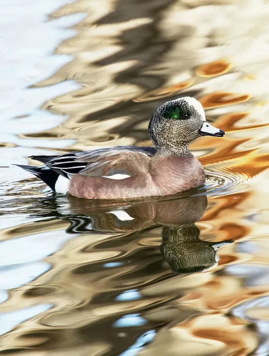 Framed Print : USA, New Mexico, Socorro. American wigeon in small pond