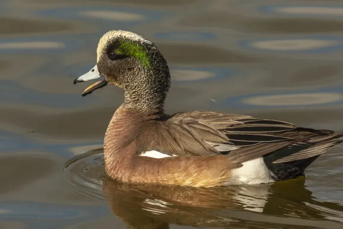 Framed Print : USA, New Mexico, Socorro County. American wigeon drake in water