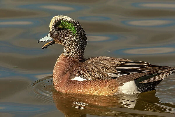 USA, New Mexico, Socorro County. Close-up of American wigeon drake in water