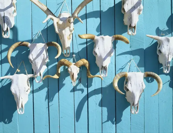 Framed Print : USA, New Mexico, Taos, Animal skulls for sale