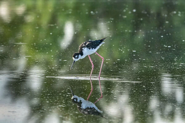 USA, New Mexico, Valencia County. Black-necked stilt bird reflected in water