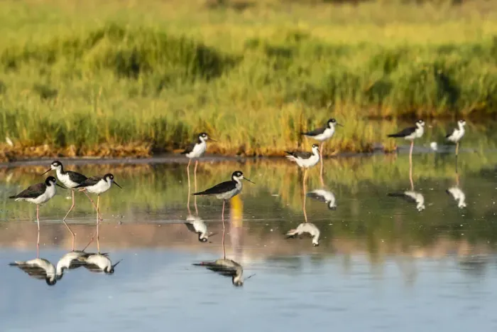 Framed Print : USA, New Mexico, Valencia County. Black-necked stilt birds reflected in water Framed Print : USA, New Mexico, Valencia County. Black-necked stilt birds reflected in water