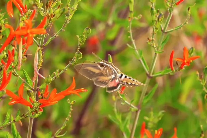 Framed Print : USA, New Mexico. White-lined sphinx moth feeding on flower. ©Cathy & Gordon Illg  /  Jaynes Gallery  /  DanitaDelimont.com