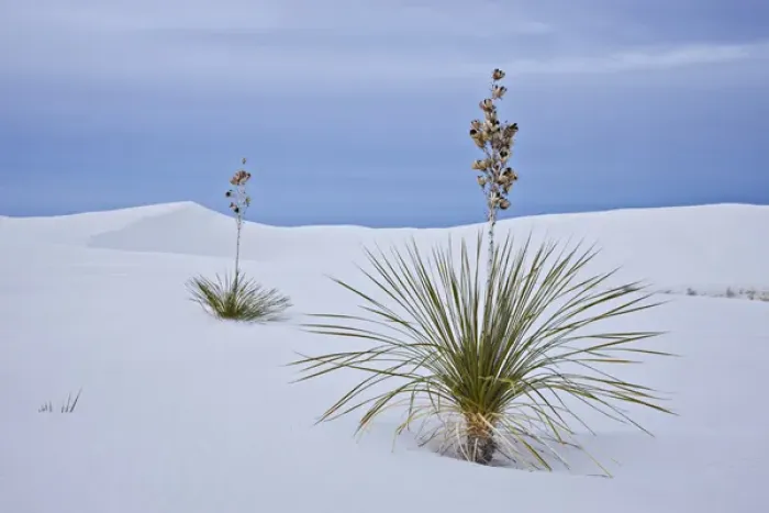 Framed Print : USA, New Mexico, White Sands National Monument Framed Print : USA, New Mexico, White Sands National Monument