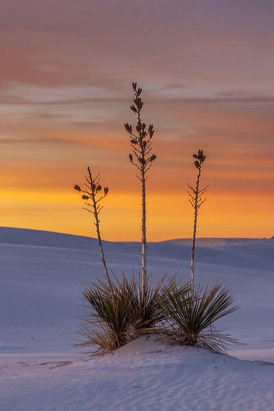 USA, New Mexico, White Sands National Monument. Sunset on desert and yucca. Credit as