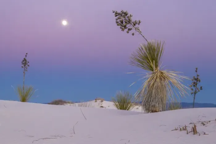 Framed Print : USA, New Mexico, White Sands National Monument. Moonrise over desert plant. Credit as Framed Print : USA, New Mexico, White Sands National Monument. Moonrise over desert plant. Credit as