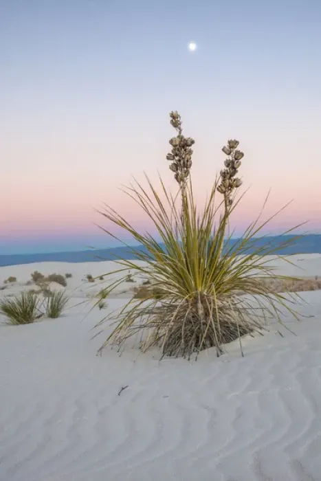 Framed Print : USA, New Mexico, White Sands National Monument. Moon over yucca plant. Credit as