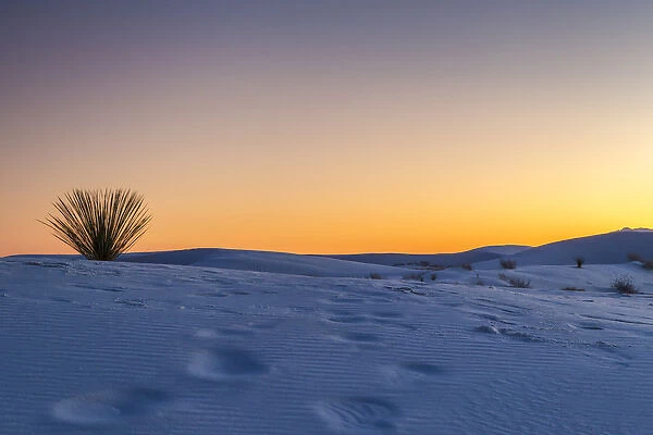 USA, New Mexico, White Sands National Monument, Sunset desert and yucca plant. Credit as