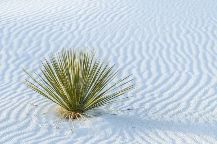 Framed Print : USA, New Mexico, White Sands National Monument. Close-up of yucca and sand ripples Framed Print : USA, New Mexico, White Sands National Monument. Close-up of yucca and sand ripples