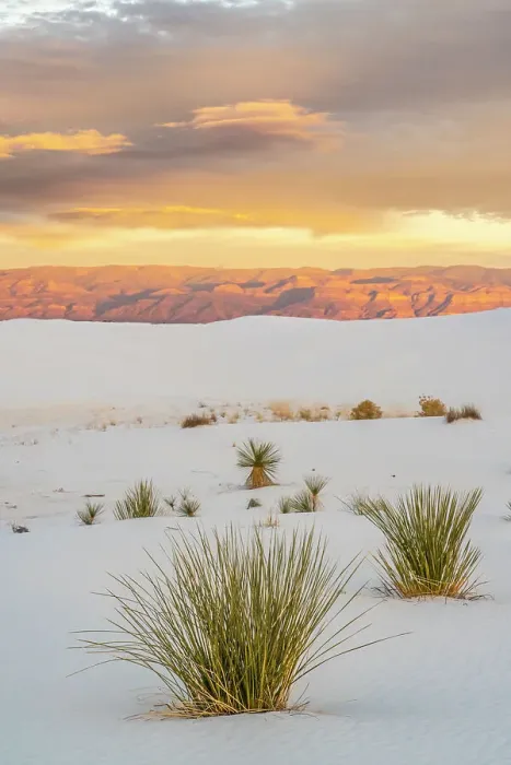 Framed Print : USA, New Mexico, White Sands National Monument. Clouds over sand dunes and yucca cactus Framed Print : USA, New Mexico, White Sands National Monument. Clouds over sand dunes and yucca cactus