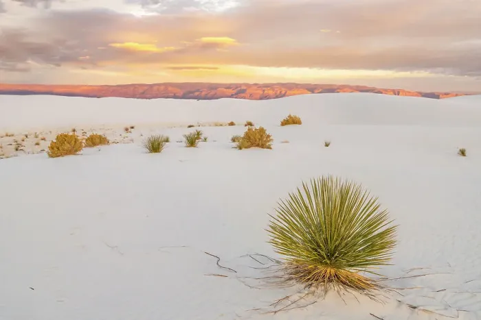 Framed Print : USA, New Mexico, White Sands National Monument. Sand dunes and yucca cactus Framed Print : USA, New Mexico, White Sands National Monument. Sand dunes and yucca cactus