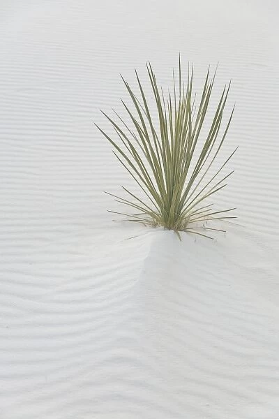 USA, New Mexico, White Sands National Monument. Lone yucca plant survives in world s