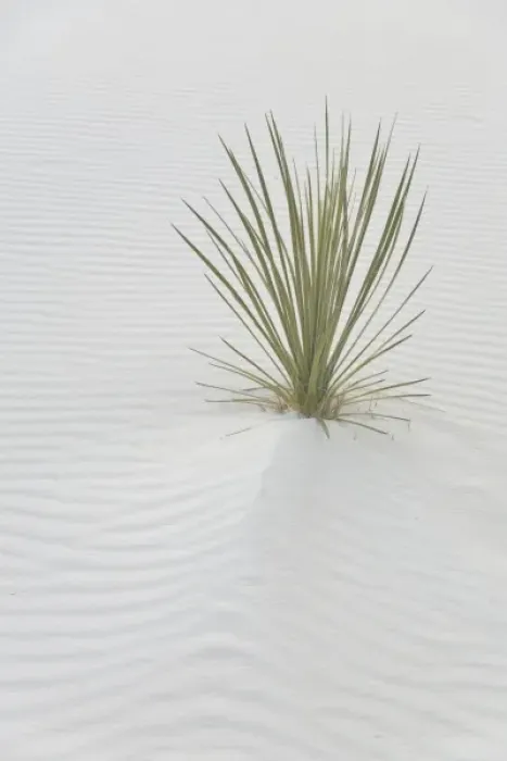 Framed Print : USA, New Mexico, White Sands National Monument. Lone yucca plant survives in world s