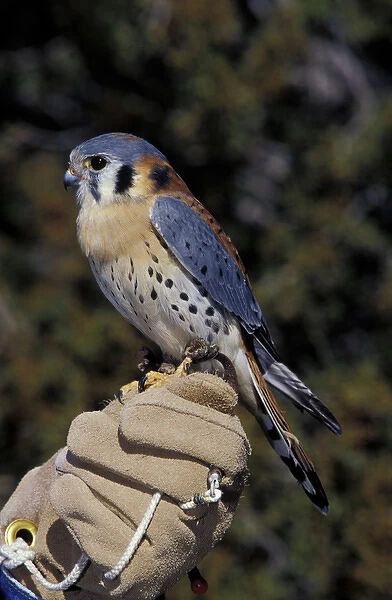 USA, New Mexico, Wildlife West Nature Park. American Kestrel on glove (Falco sparverius)