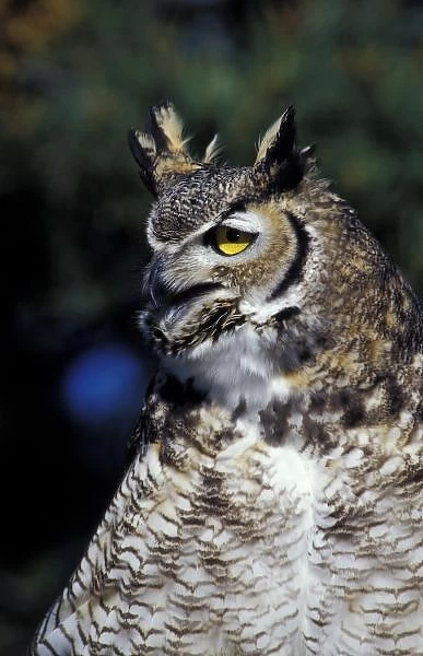 USA, New Mexico, Wildlife West Nature Park. Great Horned Owl in defense mode (Bubo