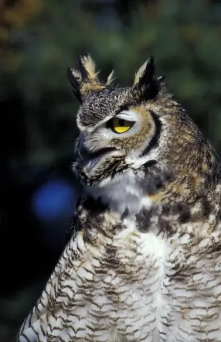 Framed Print : USA, New Mexico, Wildlife West Nature Park. Great Horned Owl in defense mode (Bubo Framed Print : USA, New Mexico, Wildlife West Nature Park. Great Horned Owl in defense mode (Bubo