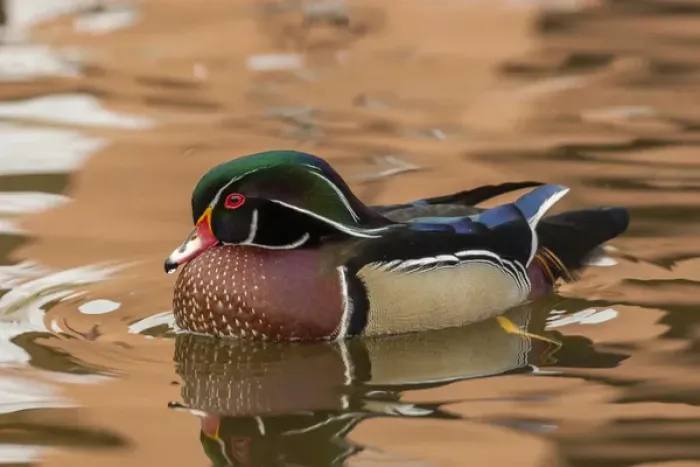Framed Print : USA, New Mexico. Wood duck swimming in water